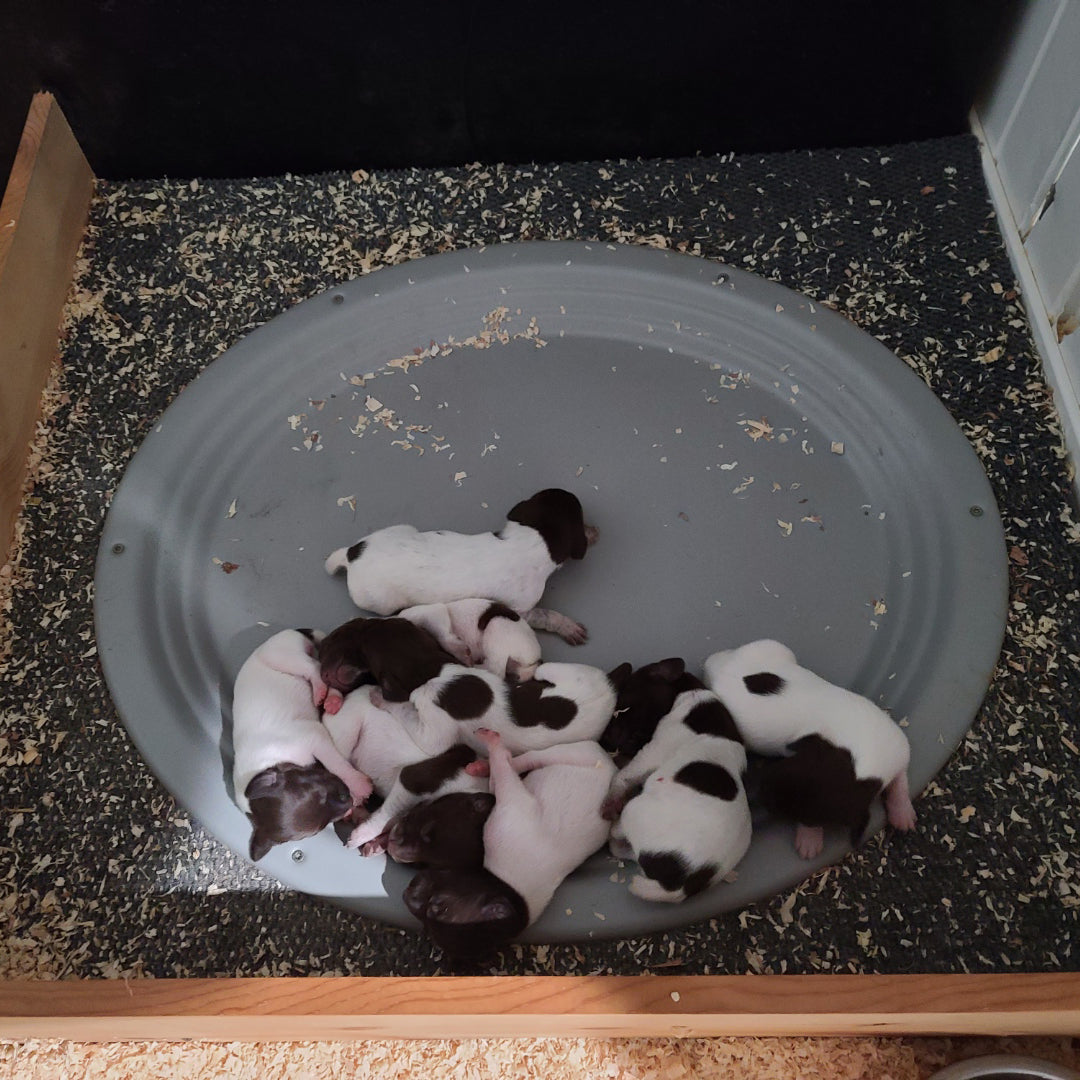 Maladroit syndroom Eervol Heated Whelping Nest for Puppies