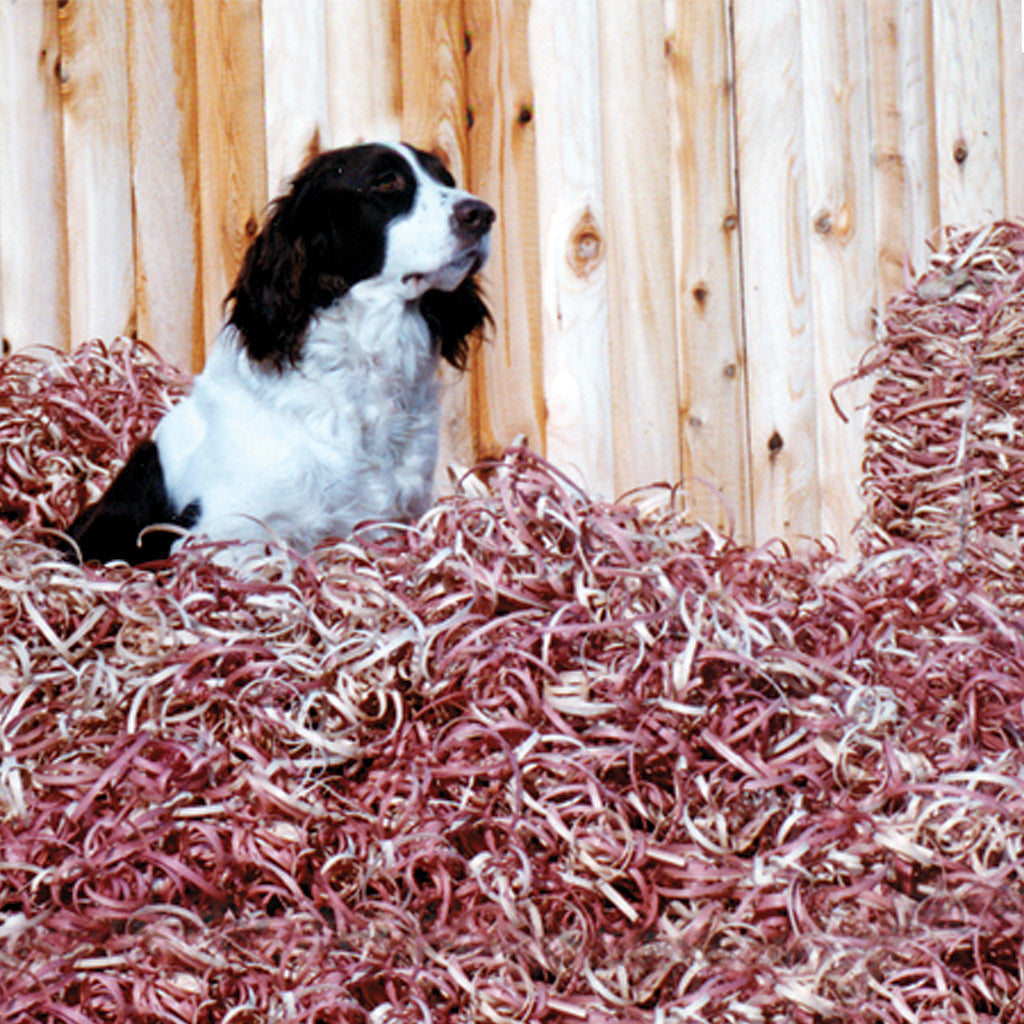 can you put cedar chips in a dog house