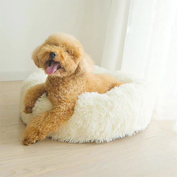 cute dog beds