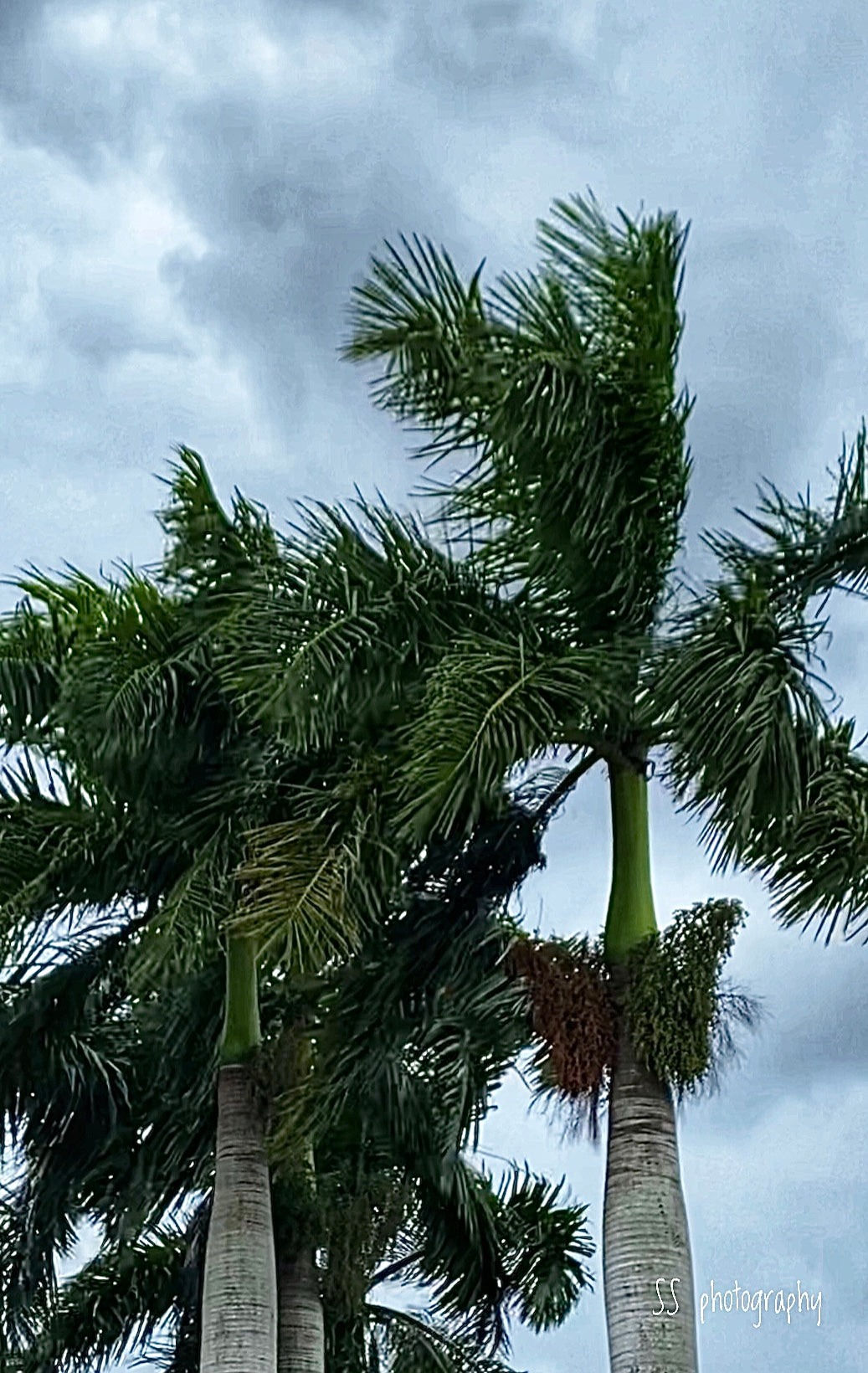 Notecard ~ Palm Tree Naples