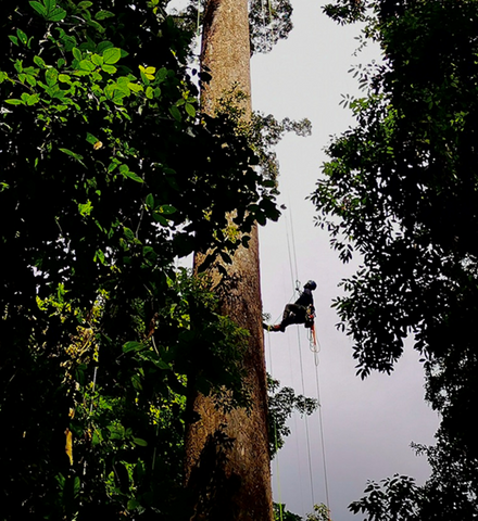 Markenbotschafter von Arbortec Forestwear klettert auf einen Baum