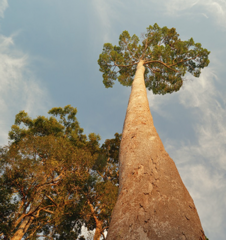 Höchster tropischer Baum 100,08 m Shorea faguetiana in Borneo