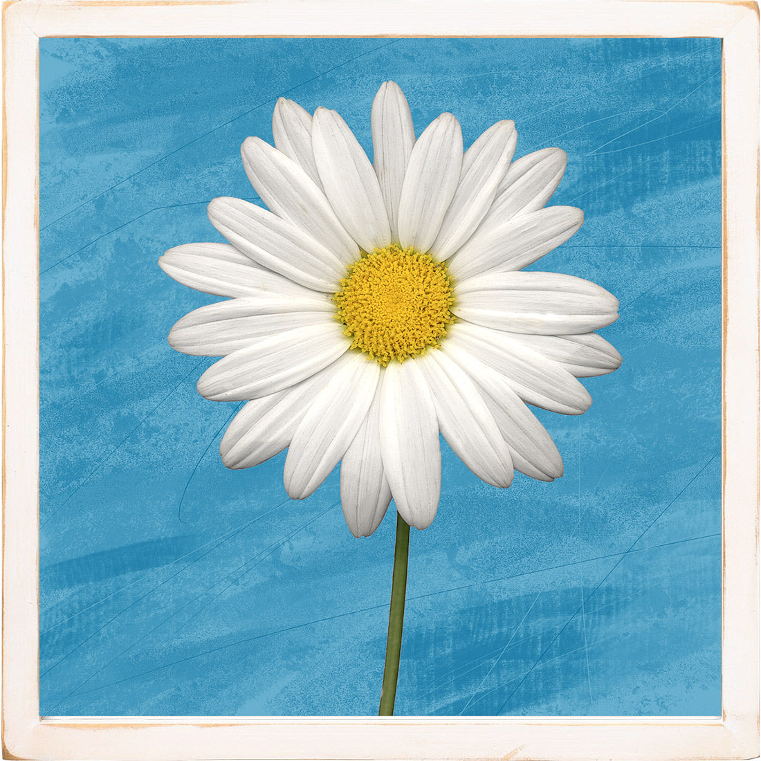 white daisy