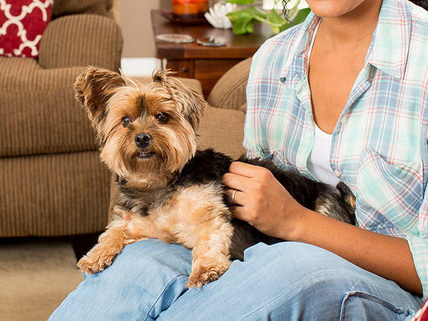 dog treats with taurine