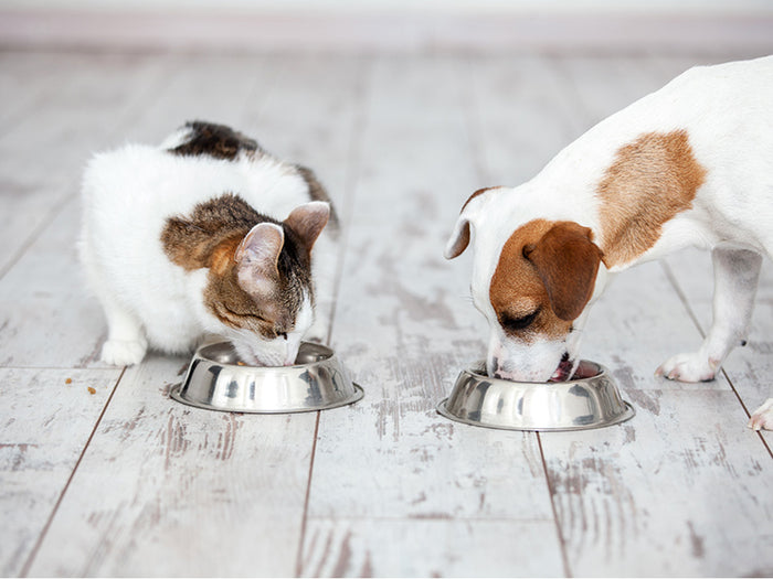 is eating dog food dangerous