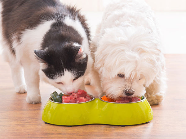 can dogs eat cat food occasionally