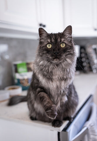 A gray cat on the kitchen counter wanting more natural wet cat food