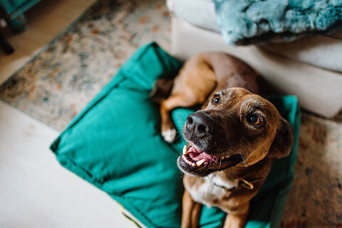 A happy dog slobbering on a bed