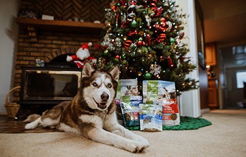 A husky in front of a Christmas tree with Only Natural Pet products