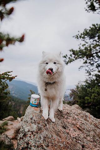 A white dog slobbering on a mountain top