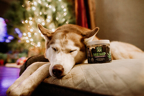 Husky sleeping on a dog bed next to a jar of Only Natural Pet Hemp Calming Chews