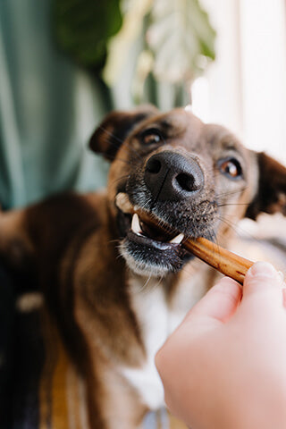 Brown dog chewing on a bully stick