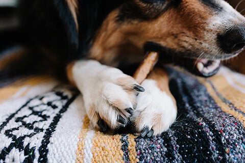 Close up of a dog chewing on a bully stick