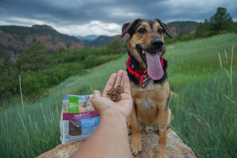 Dog being offered air-dried MaxMeat in a grassy field