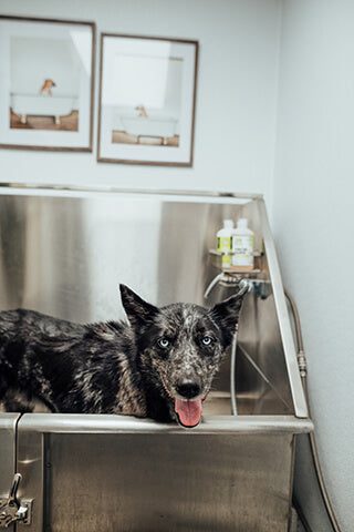 A dog in a wash basin getting ready for a bath