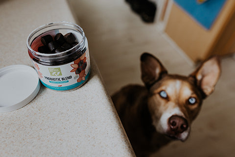 Dog looking up at NASC certified Only Natural Pet Probiotic Blend on the counter