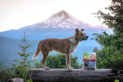Dog with a bag of air-dried MaxMeat in front of a mountain