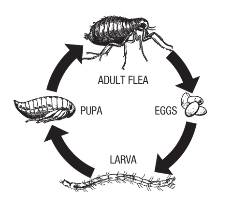 Lifecycle of a Flea Diagram