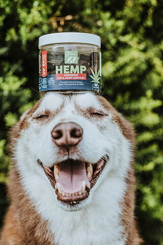 Brown and white husky with Only Natural Pet Hemp Advanced Hip & Joint Supplement jar on its head.