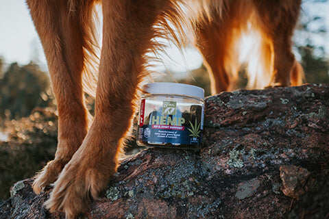 Only Natural Pet Hemp Hip & Joint jar on a rock with dog's legs in the background