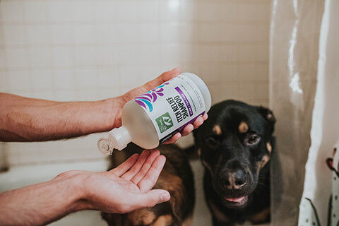 Two dogs getting ready for a bath with Itch Relief Shampoo