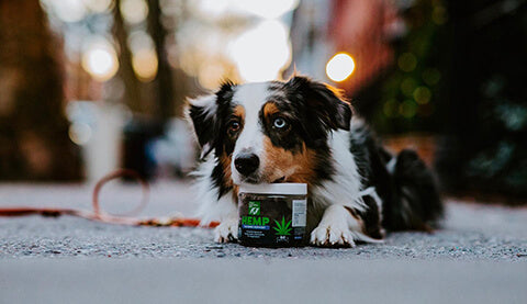 A border collie resting its chin on a jar of Only Natural Pet Hemp Calming Soft Chews for Dogs