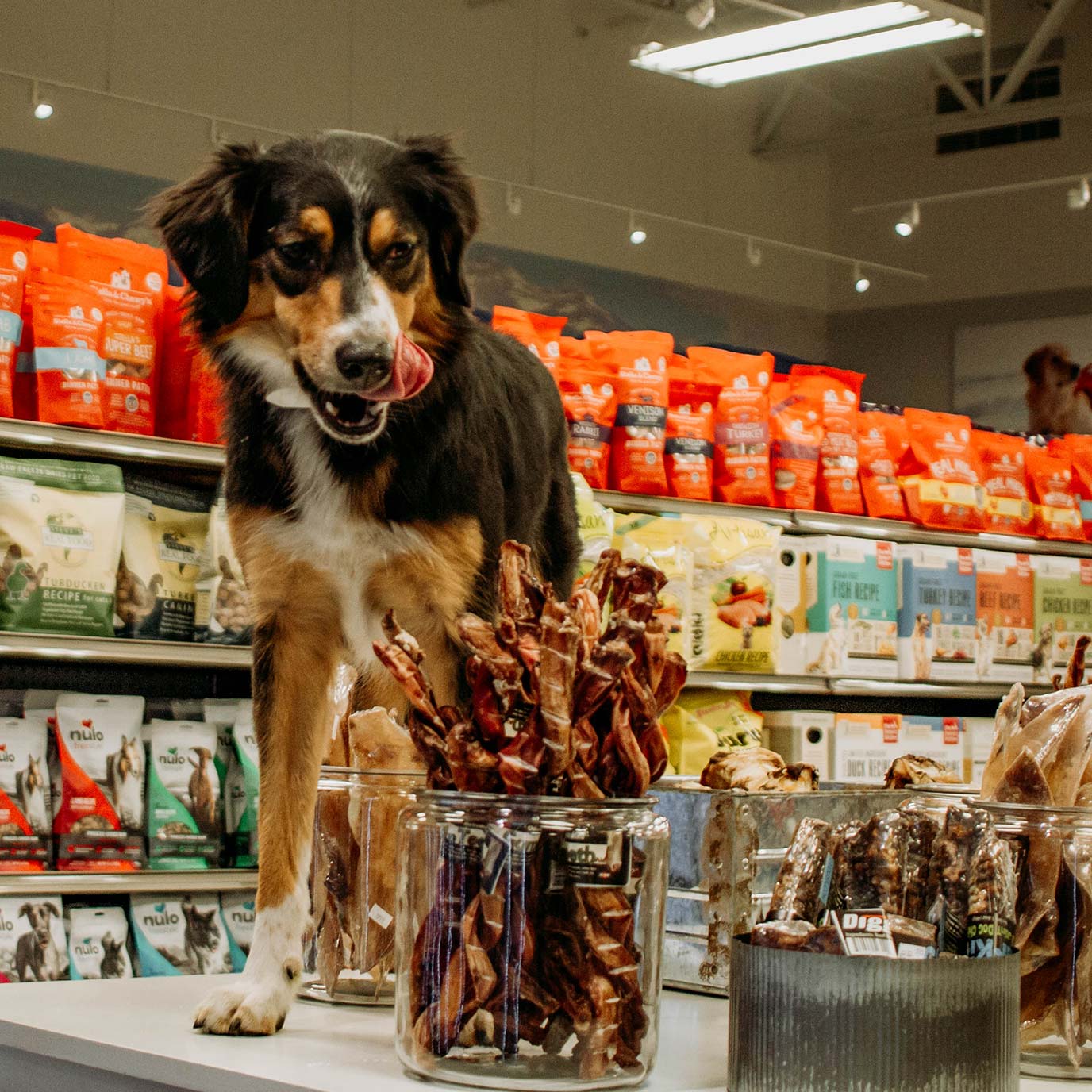 natural dog food stores near me