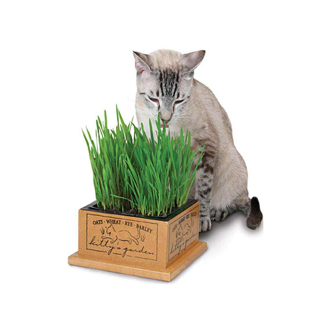 Refill Kit Organic Grass Cat Treat 