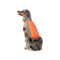 Orange Arcadia Trail High Visibility Rain Coat on an Australian Shepherd dog