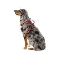 Burgundy Arcadia Trail Lightweight Dog Harness on an Australian Shepherd