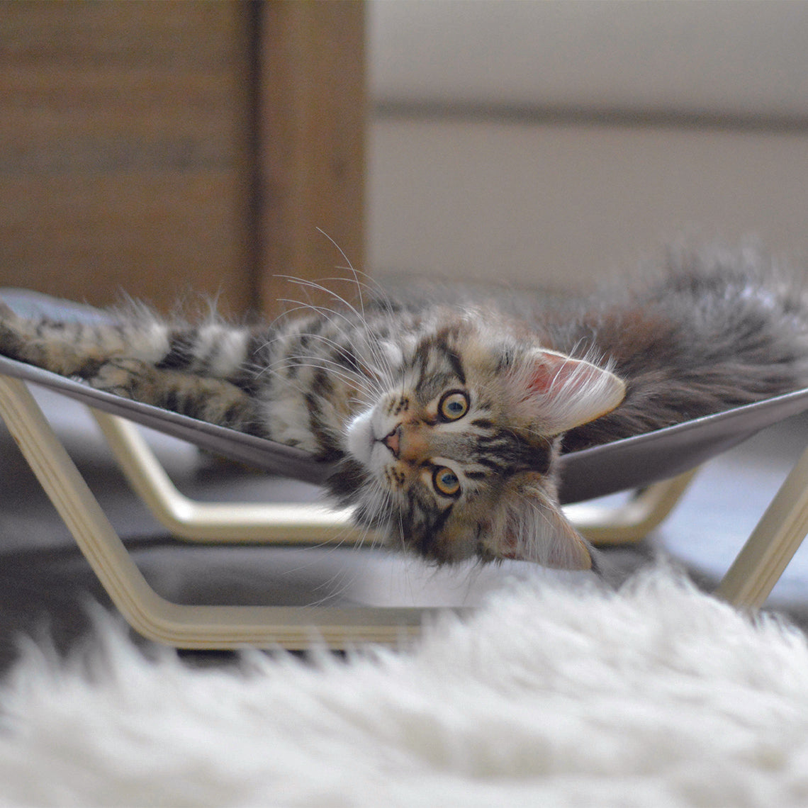 cat hammock