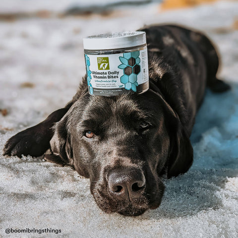 Black dog lying with Ultimate Daily Vitamin Bites on it's head