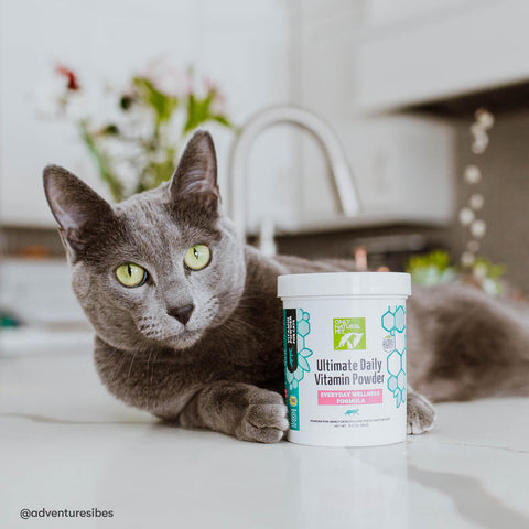Gray cat lying with Only Natural Pet Ultimate Daily Vitamin Powder vitamins