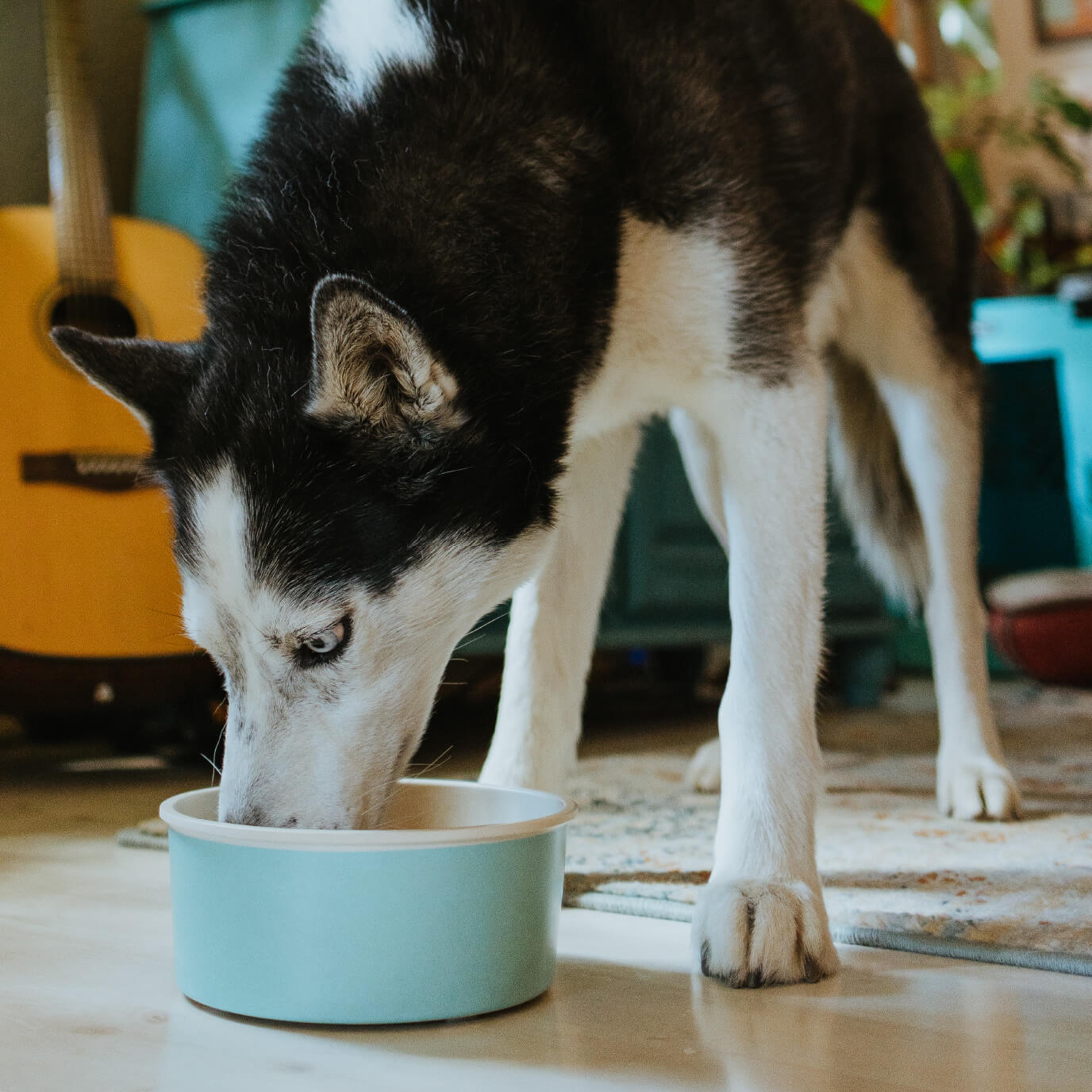 Only Natural Pet Sunup Eco-Friendly Slow-Feeder Dog Bowl, Teal / Small