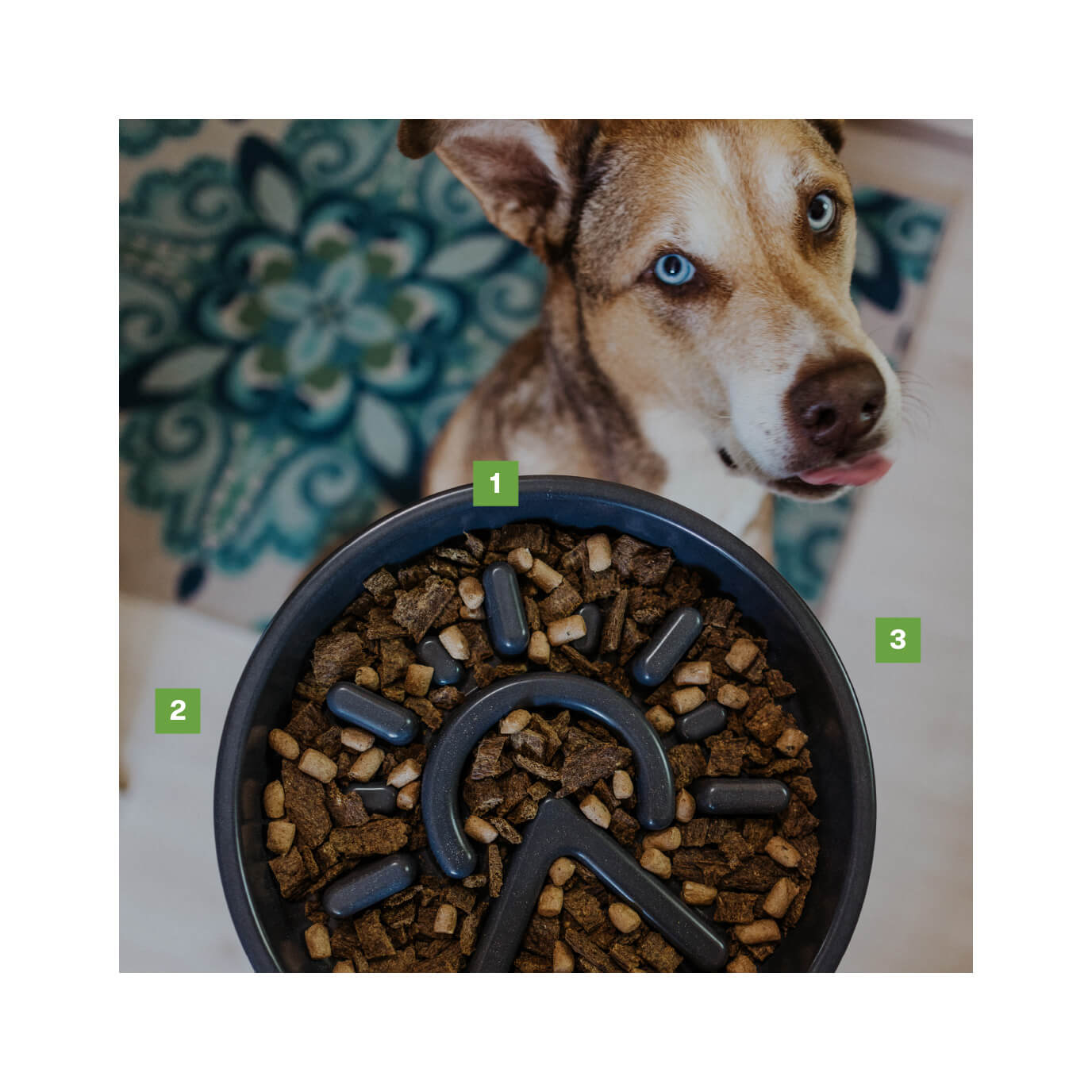 9 Best Slow Feeder Dog Bowls and Puzzles