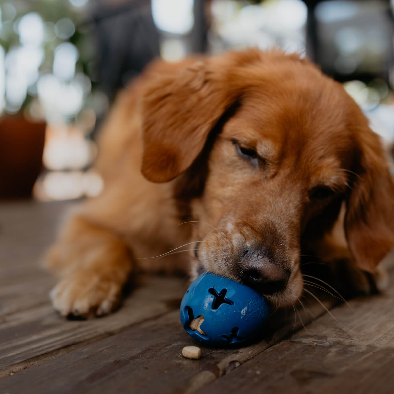 Only Natural Pet Rubber Boredom Buster Treat Stuffer Dog Toys - Interactive Stuffable Feeder Dispenser Fillable Durable Play Puppy Medium Large Xs