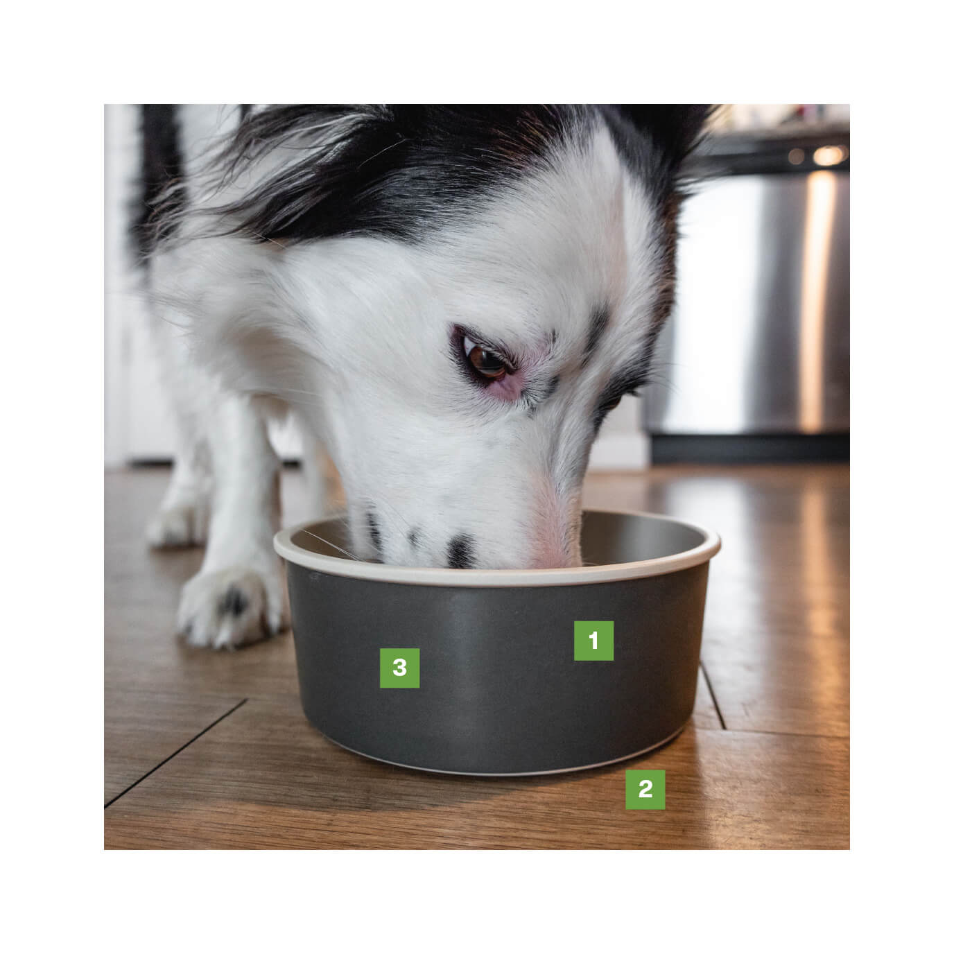 Yeti Boomer Dog Bowl Reviews: Does It Hold Up? - Paw of Approval