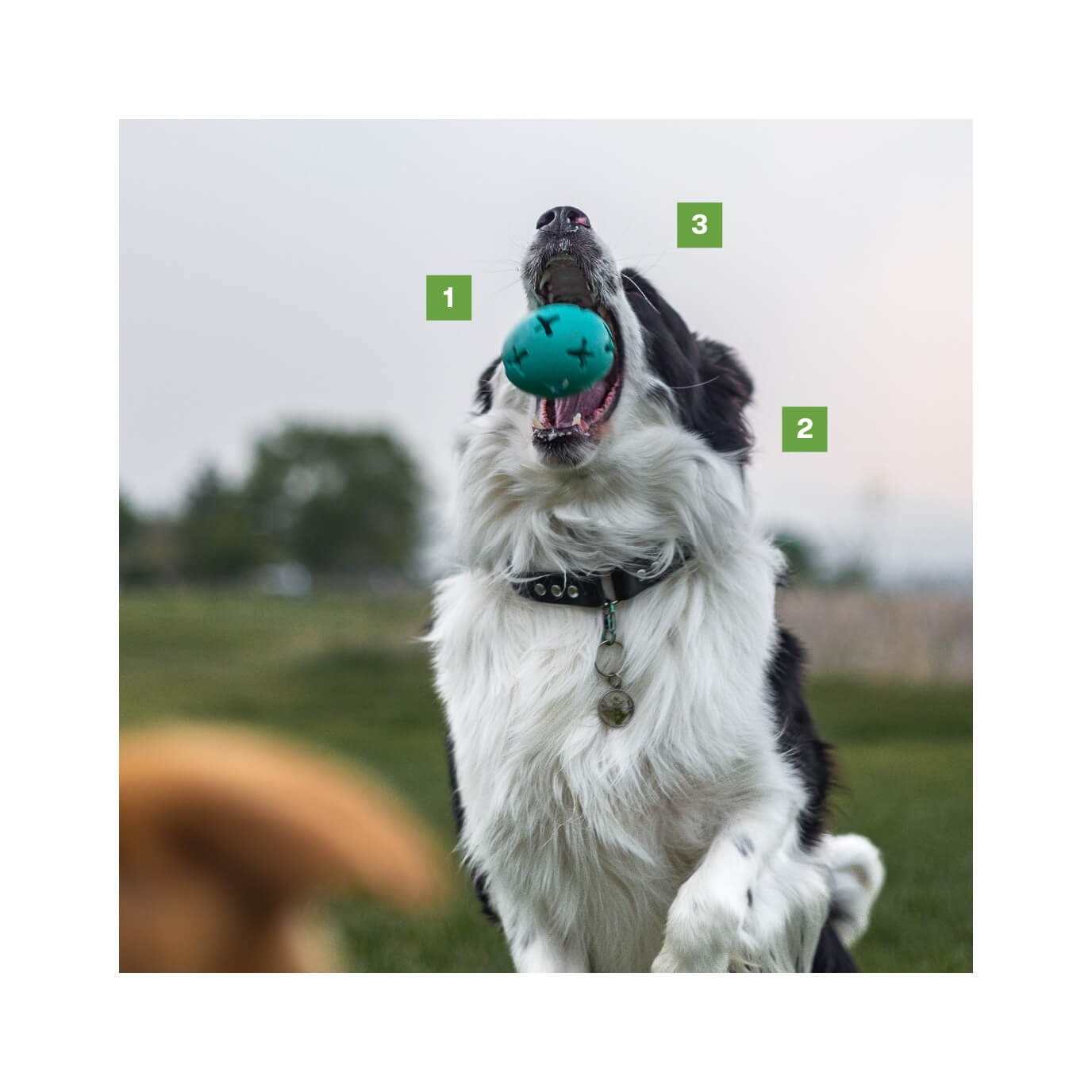 6 Boredom Buster Toys for Dogs