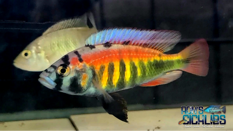 rift lake cichlids for sale