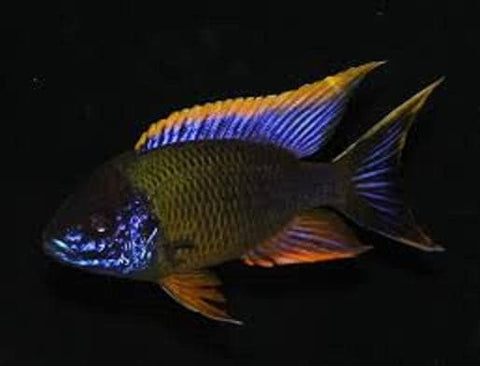 red top lwanda cichlid