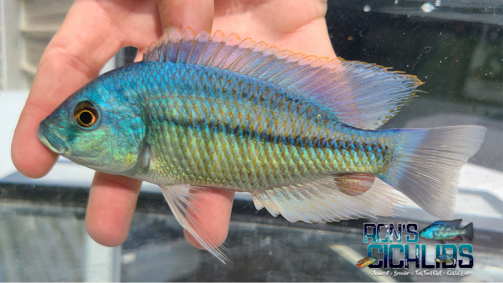 turquoise cichlid