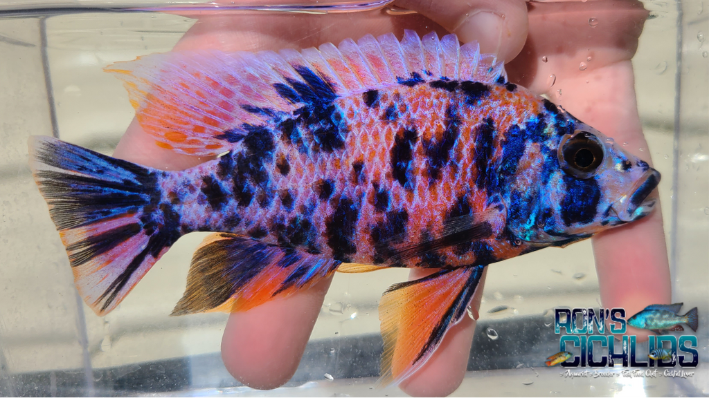 red ob peacock cichlid