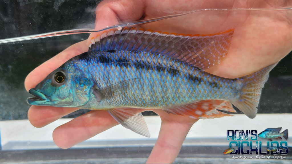 malawi gar cichlid