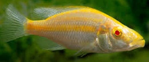 albino compressiceps cichlid