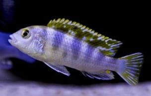 perlmutt cichlid