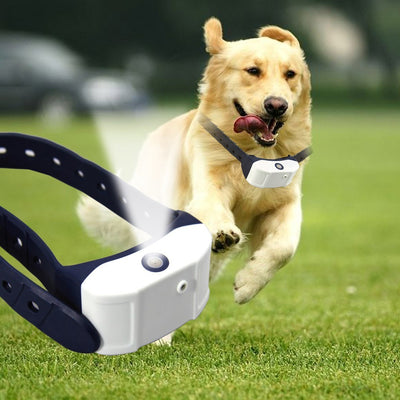 citronella dog collar