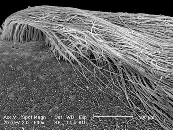 EndoREZ Tubule Penetration