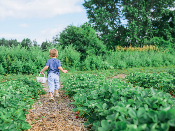 Child walking through a large garden