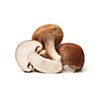 shiitake mushroom