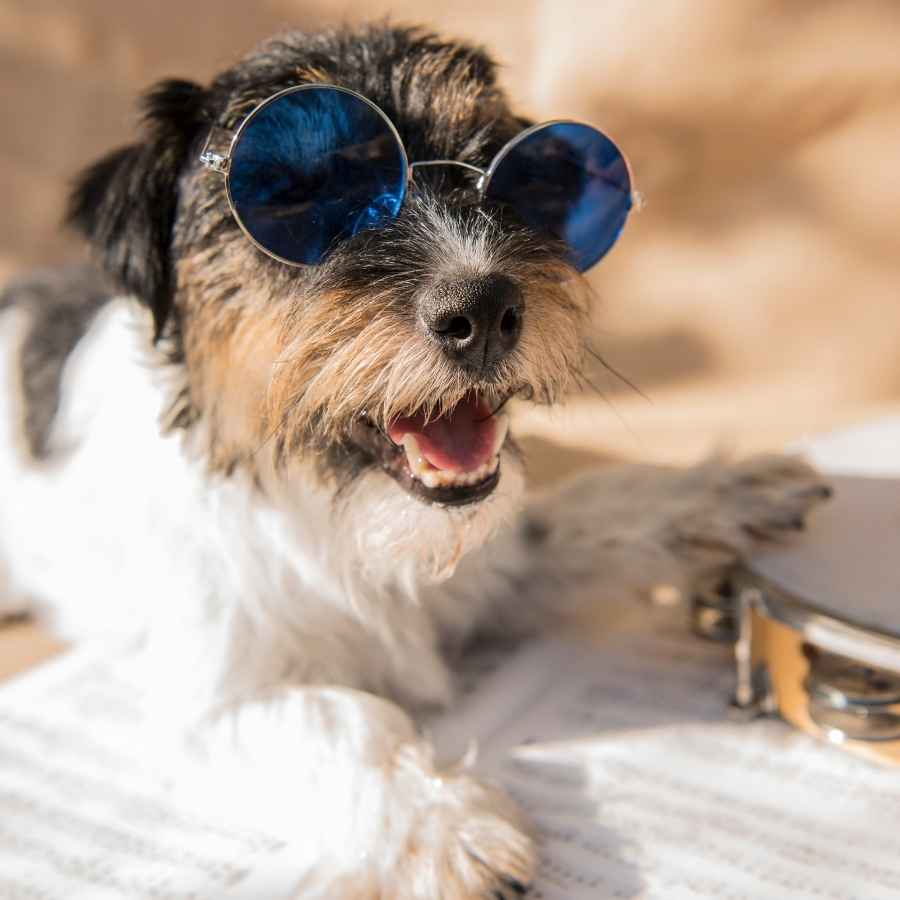 Adorable and happy small dog sings and plays tambourine, celebrating National Best Friends Day!